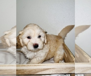 Poovanese Litter for sale in SPRINGFIELD, OR, USA