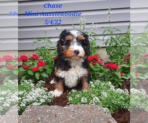 Aussiedoodle Miniature  Litter for sale in SHIPSHEWANA, IN, USA