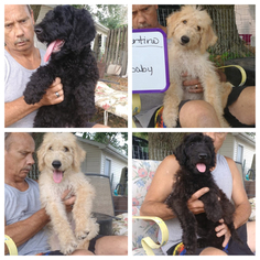 Labradoodle-Poodle (Standard) Mix Litter for sale in TINGLEY, IA, USA