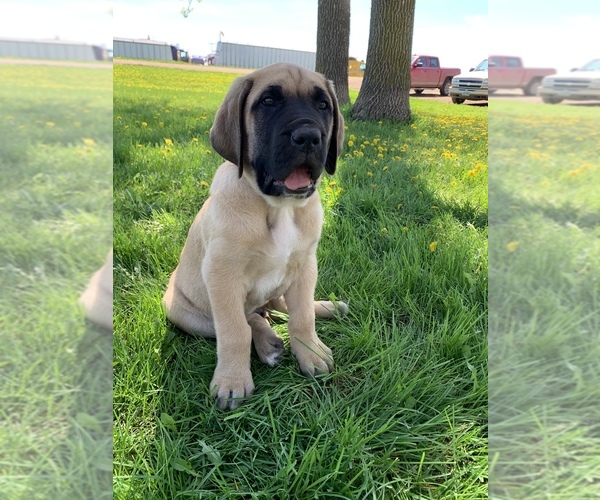 Medium Photo #1 Daniff Puppy For Sale in EDGELEY, ND, USA