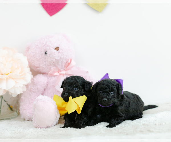 Medium Photo #1 Pomeranian-Poodle (Toy) Mix Puppy For Sale in LITTLE ROCK, AR, USA
