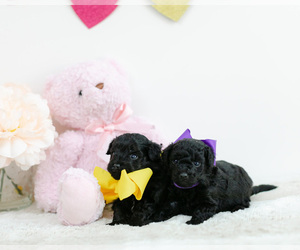 Pomeranian-Poodle (Toy) Mix Litter for sale in LITTLE ROCK, AR, USA