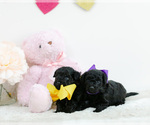 Small Photo #1 Pomeranian-Poodle (Toy) Mix Puppy For Sale in LITTLE ROCK, AR, USA