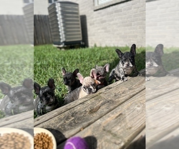Medium Photo #1 French Bulldog Puppy For Sale in LEAGUE CITY, TX, USA