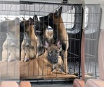 Small Photo #1 Belgian Malinois Puppy For Sale in REESEVILLE, WI, USA
