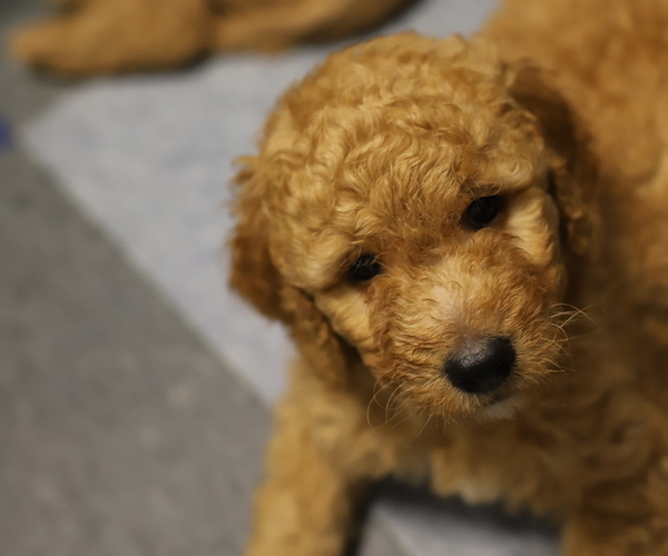 Medium Photo #1 Goldendoodle Puppy For Sale in FOREST PARK, IL, USA