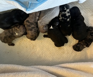 French Bulldog Litter for sale in GREENWOOD, SC, USA