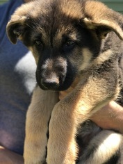 German Shepherd Dog Litter for sale in WELLFORD, SC, USA