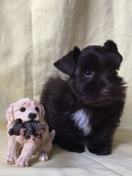 Medium Photo #1 Schnauzer (Miniature) Puppy For Sale in AFTON, OK, USA