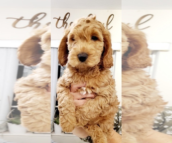 Medium Photo #1 Cockapoo Puppy For Sale in MIAMI, FL, USA