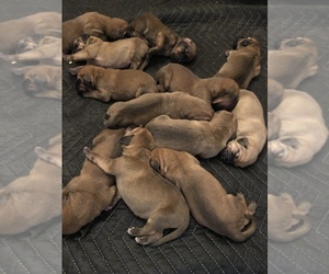 Bloodhound Litter for sale in NEW CARLISLE, IN, USA