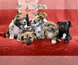 Catahoula Leopard Dog-French Bulldog Mix Litter for sale in KEIZER, OR, USA