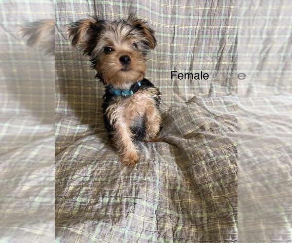 Medium Photo #1 Yorkshire Terrier Puppy For Sale in NORMANGEE, TX, USA