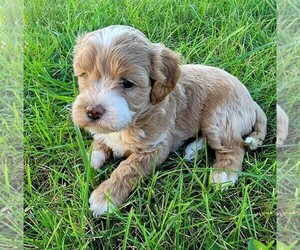 Shih-Poo Litter for sale in HARRISONBURG, VA, USA