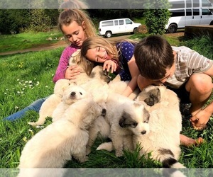 Great Pyrenees Litter for sale in STAYTON, OR, USA