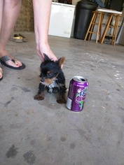 Yorkshire Terrier Litter for sale in MATTHEWS, GA, USA
