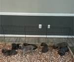 Small Photo #1 Cane Corso Puppy For Sale in DENTSVILLE, MD, USA