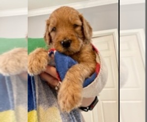 Bernedoodle Litter for sale in PASADENA, TX, USA