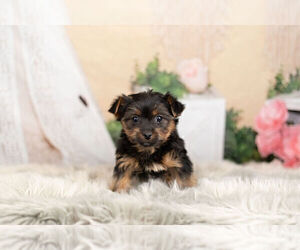 Medium Poodle (Toy)-Yorkshire Terrier Mix