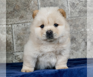 Chow Chow Litter for sale in NORTH WEBSTER, IN, USA