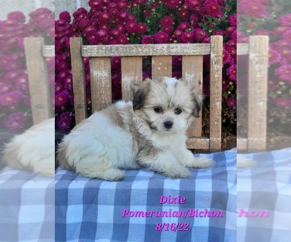 Medium Photo #1 Bichon-A-Ranian Puppy For Sale in SHIPSHEWANA, IN, USA