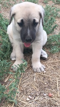 Medium Photo #1 Anatolian Shepherd Puppy For Sale in AUSTIN, TX, USA