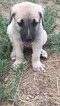 Small Photo #1 Anatolian Shepherd Puppy For Sale in AUSTIN, TX, USA