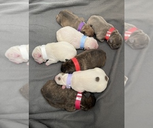 French Bulldog Litter for sale in COLUMBUS, OH, USA