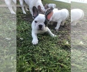 French Bulldog Litter for sale in FORT LAUDERDALE, FL, USA
