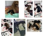 Small Photo #1 Goldendoodle Puppy For Sale in LADSON, SC, USA