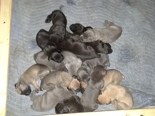 3 week old cane corso puppies