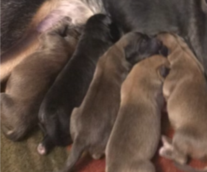 Black Mouth Cur-German Shepherd Dog Mix Litter for sale in MONROE, WI, USA