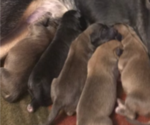 Small Photo #1 Black Mouth Cur-German Shepherd Dog Mix Puppy For Sale in MONROE, WI, USA