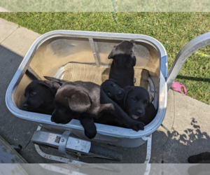 Labrador Retriever Litter for sale in CLARE, MI, USA
