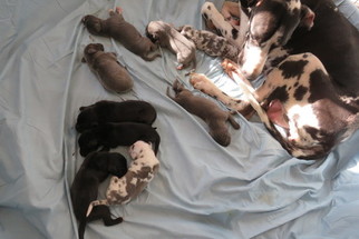 Great Dane Litter for sale in NEW BRAUNFELS, TX, USA