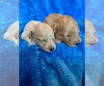 Small Photo #1 Poodle (Miniature) Puppy For Sale in AUBREY, TX, USA