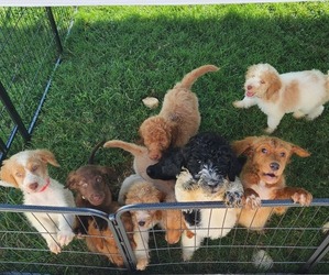 Goldendoodle Litter for sale in FORT WORTH, TX, USA
