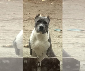 American Bully Litter for sale in INDIO, CA, USA