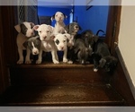 Small Photo #1 American Pit Bull Terrier Puppy For Sale in ZANESVILLE, OH, USA