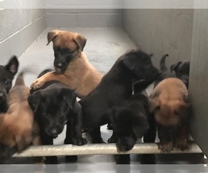 Belgian Malinois Litter for sale in VACAVILLE, CA, USA