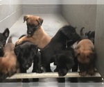Small Photo #1 Belgian Malinois Puppy For Sale in VACAVILLE, CA, USA