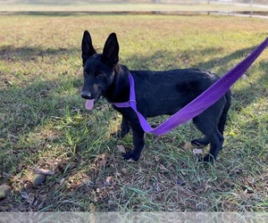 German Shepherd Dog Litter for sale in BOLIVAR, MO, USA