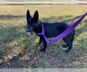 Medium German Shepherd Dog