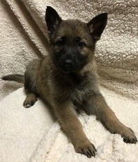 German Shepherd Dog Litter for sale in SAN ANTONIO, TX, USA