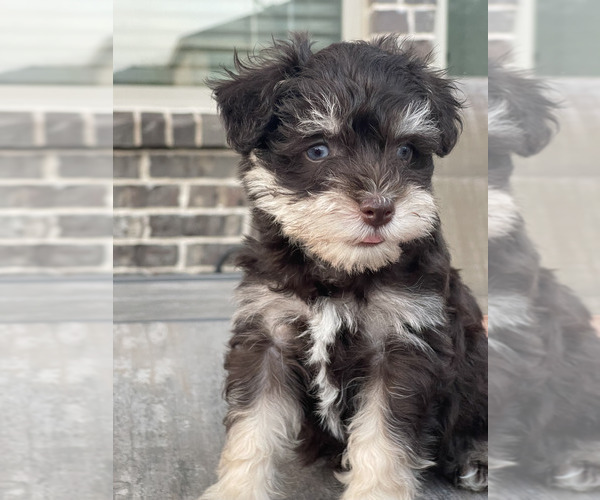 Medium Photo #1 Schnauzer (Miniature) Puppy For Sale in LAVON, TX, USA