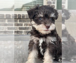 Small Photo #1 Schnauzer (Miniature) Puppy For Sale in LAVON, TX, USA
