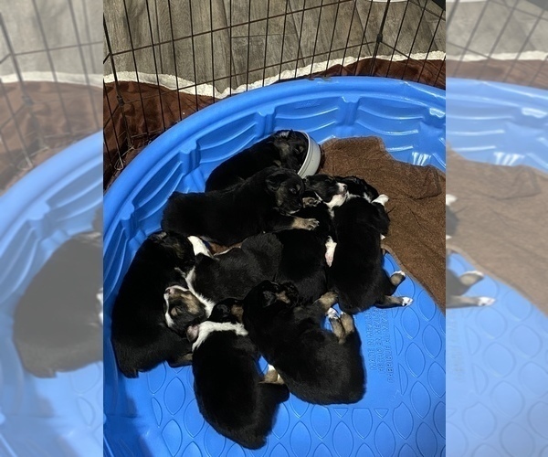 Medium Photo #1 Australian Shepherd Puppy For Sale in ORANGE, TX, USA