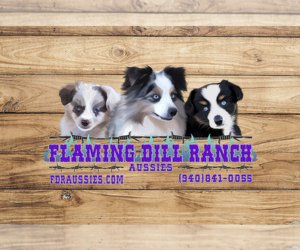 Miniature Australian Shepherd Litter for sale in FORESTBURG, TX, USA