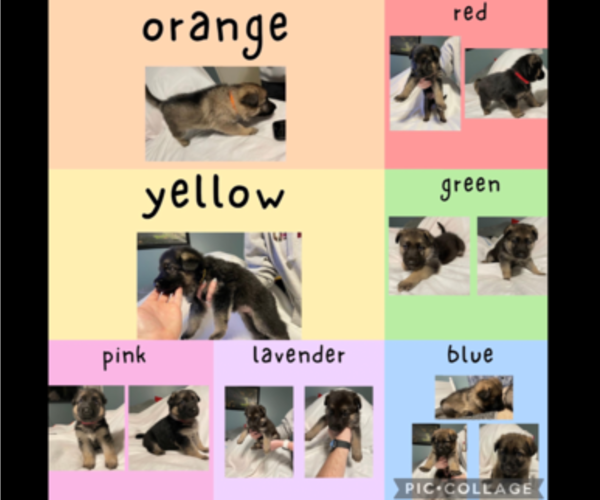 Medium Photo #1 German Shepherd Dog Puppy For Sale in LEBANON, TN, USA