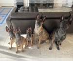 Small Photo #1 Dutch Shepherd Dog Puppy For Sale in CAPE CORAL, FL, USA